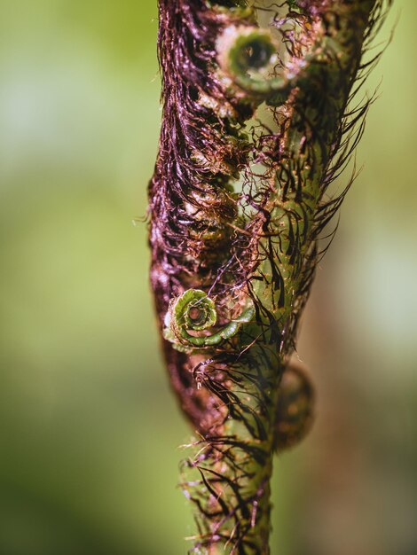 Photo près d'une plante à fleurs