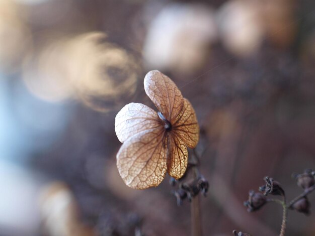 Photo près d'une plante à fleurs