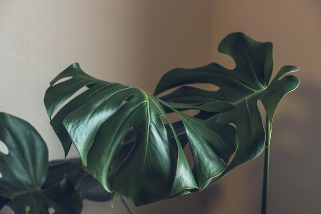 Près d'une plante en pot contre le mur à la maison