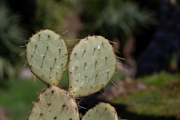 Près de la poire épineuse également appelée nopal opuntia ficusindica figue indienne opuntia ou figue barbare c'est