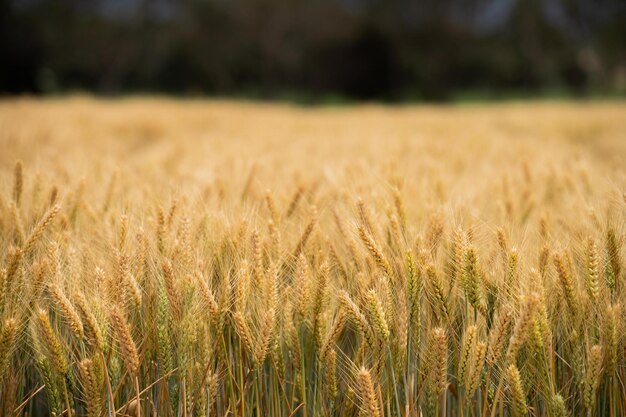 près d'une tête de graine d'orge et de blé soufflant dans le vent en été en Australie sur une ferme