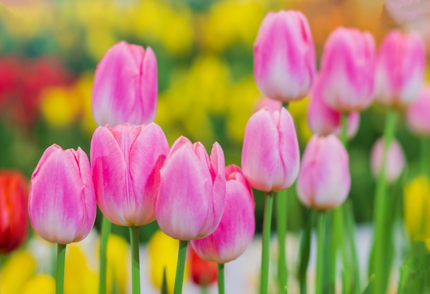 De près, les tulipes roses fleurissent magnifiquement dans les jardins naturels par une douce journée ensoleillée. Tulipe Fleurs d'Amour