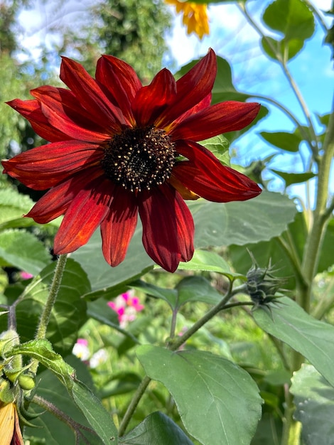 Photo près vertical d'une belle fleur rouge dans le jardin