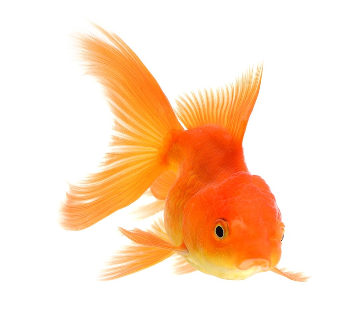 Photo près de vue des poissons en mer