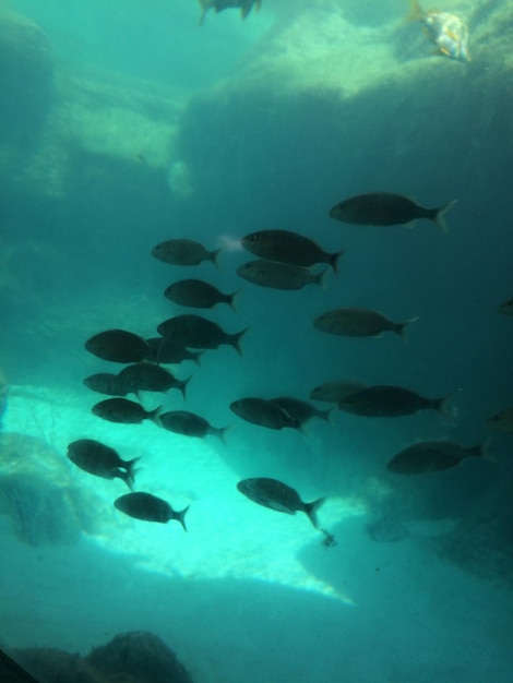 Près de vue des poissons en mer