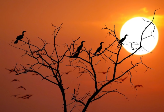 Presque une photo abstraite des silhouettes d'oiseaux au coucher du soleil
