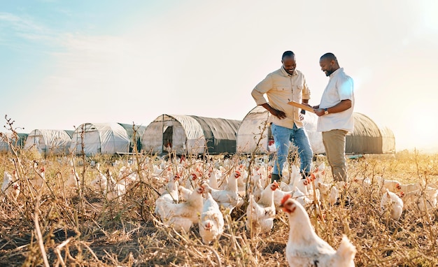 Presse-papiers des Noirs et ferme avec du poulet dans l'agriculture ensemble du bétail et des cultures en plein air Des hommes heureux travaillant ensemble pour la durabilité de l'agriculture et la croissance de la chaîne d'approvisionnement par campagne
