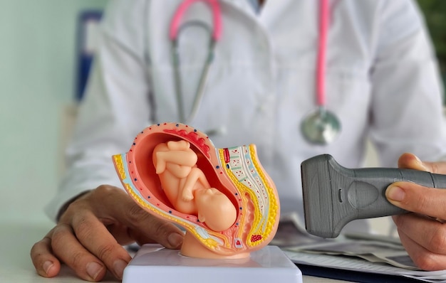Un prestataire de soins de santé utilise un scanner à ultrasons sur un fœtus