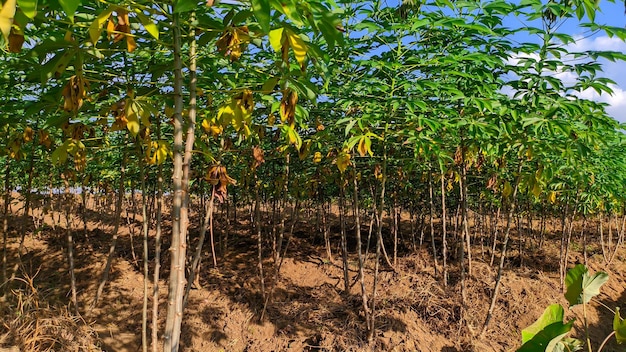 prêt à récolter des plants de manioc en Indonésie