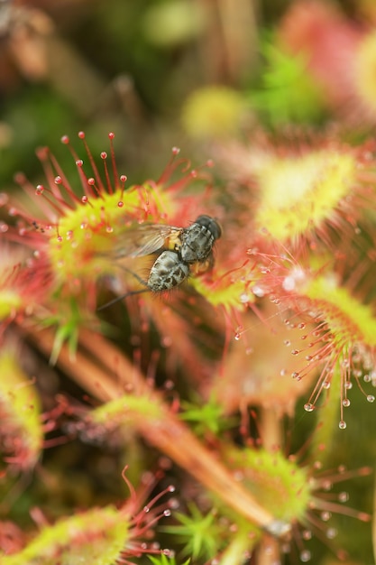 Prey sundew mangeant une mouche attrapée