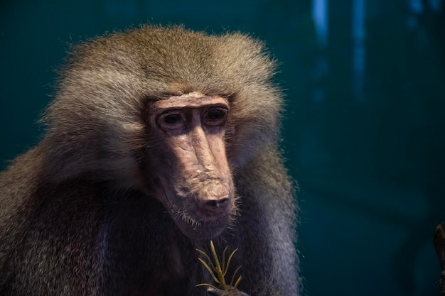 Primate singe babouin en peluche au musée d'histoire naturelle