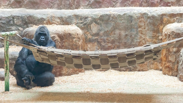 Le primate singe grand gorille noir est assis près du hamac