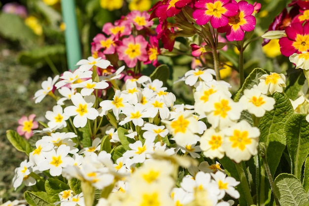 Primevère ou primula dans le jardin de printemps