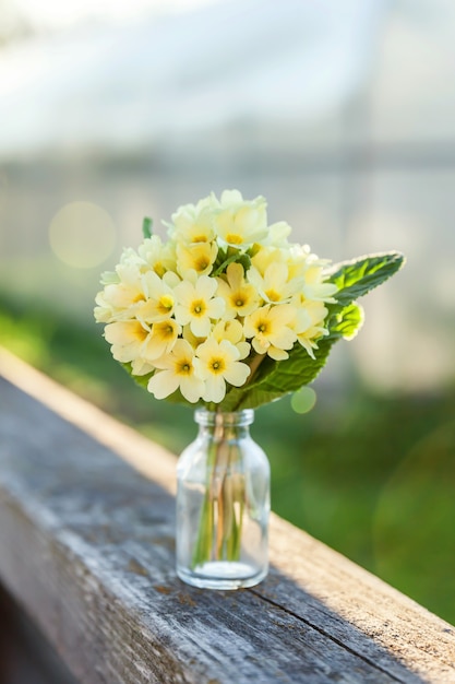 Primevère Primula avec des fleurs jaunes sur une table en bois rayé.