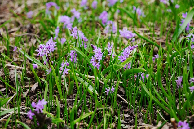 Primevères violettes sur un fond d&#39;herbe