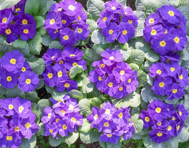 Les primevères violettes et lavande ont fleuri dans le jardin