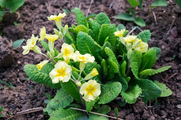 Primroses aux fleurs jaunes (Primula Vulgaris)