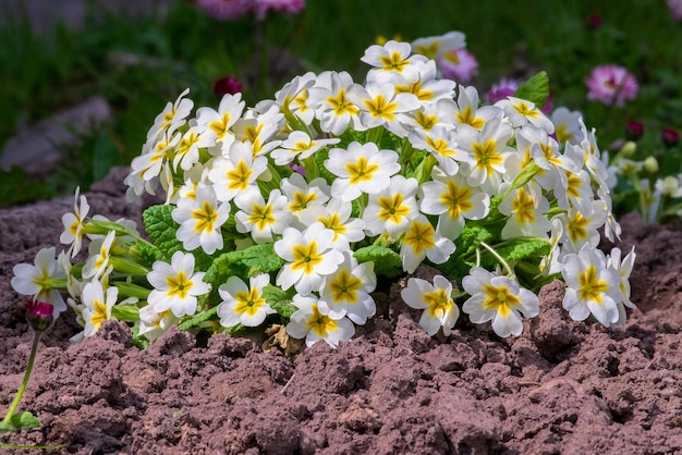 Primula vulgaris la primevère commune plante à fleurs lumineuses Primulaceae Fleurs blanches dans le jardin