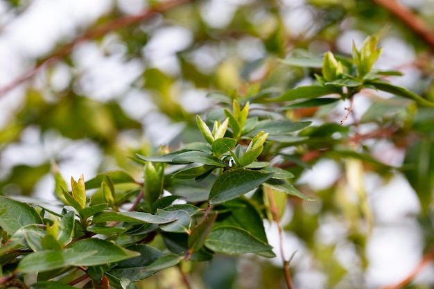 Pring arrière-plan de fines brindilles de printemps avec de jeunes bourgeons d'arbres frais