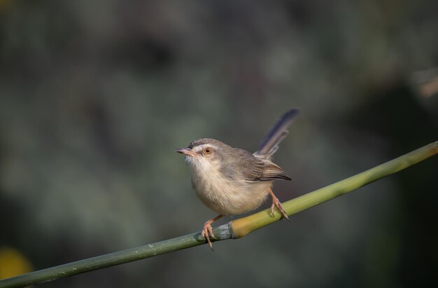 Photo prinia plaine sur le portrait de l'animal de la branche