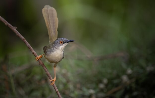 Prinia à Ventre Jaune Sur Branche D'arbre Portrait D'animal