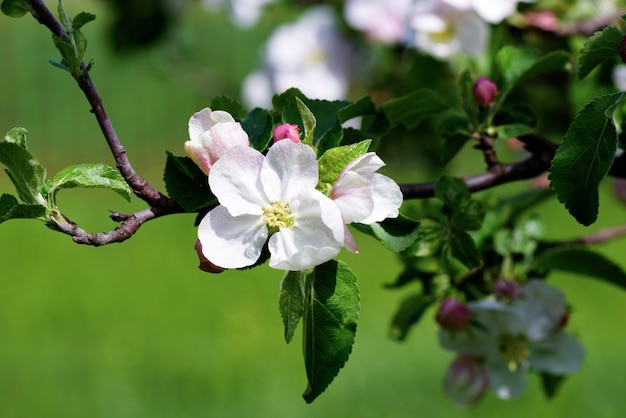 Printemps Apple fleurs fleur arbre branche sur fond vert bokeh, gros plan