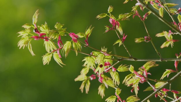 Le printemps approche. L'arbuste vert d'érable japonais ou l'arbre à feuilles d'acer au soleil.