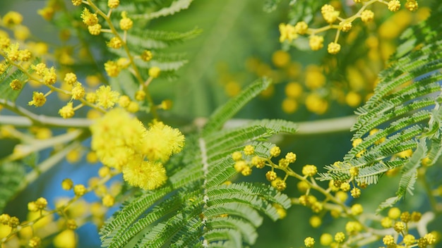 Le printemps arrive acacia dealbata ou connu sous le nom de silver wattle floraison précoce de la fleur de mimosa de près