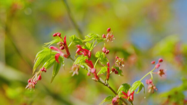 Le printemps arrive. Les feuilles d'acer à la lumière du soleil avant d'ouvrir les jeunes feuilles vertes d'érable.