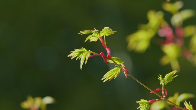 Le printemps arrive. Des feuilles d'écorce verte. Un érable japonais.