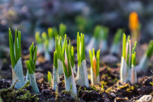 Le printemps arrive Les premiers crocus jaunes dans mon jardin par une journée ensoleillée