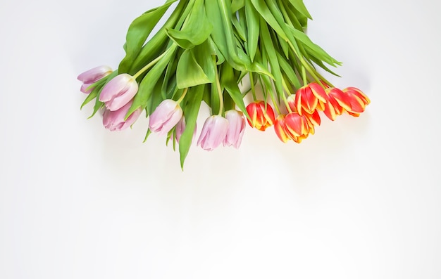 Printemps de belles fleurs de tulipes sur fond blanc. Fête des mères, carte de voeux composition florale décorative festive.