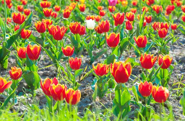Printemps belles fleurs de tulipes rouges