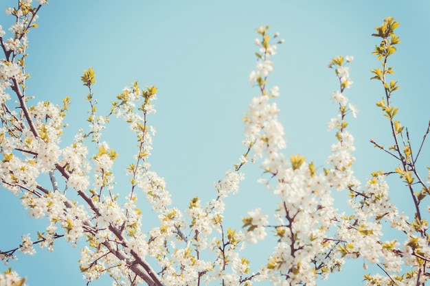 Printemps Blanc Arbres Floraison Rétro