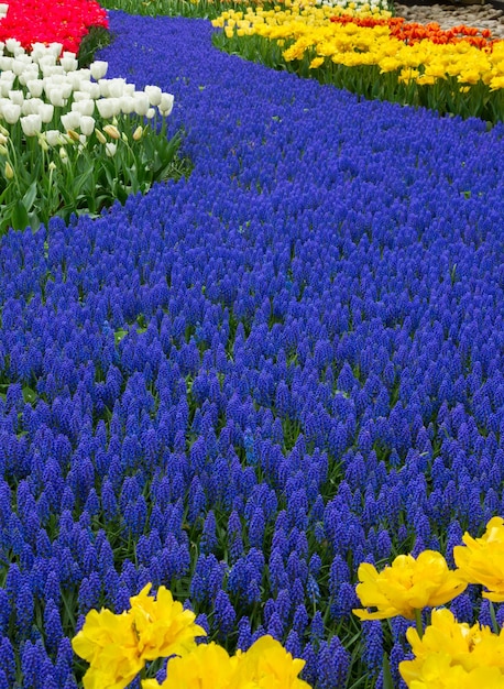 Printemps bleu de fleurs muskari en Hollande jardin Keukenhof Pays-Bas