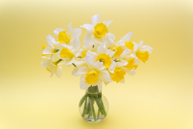 Printemps, un bouquet de jonquilles