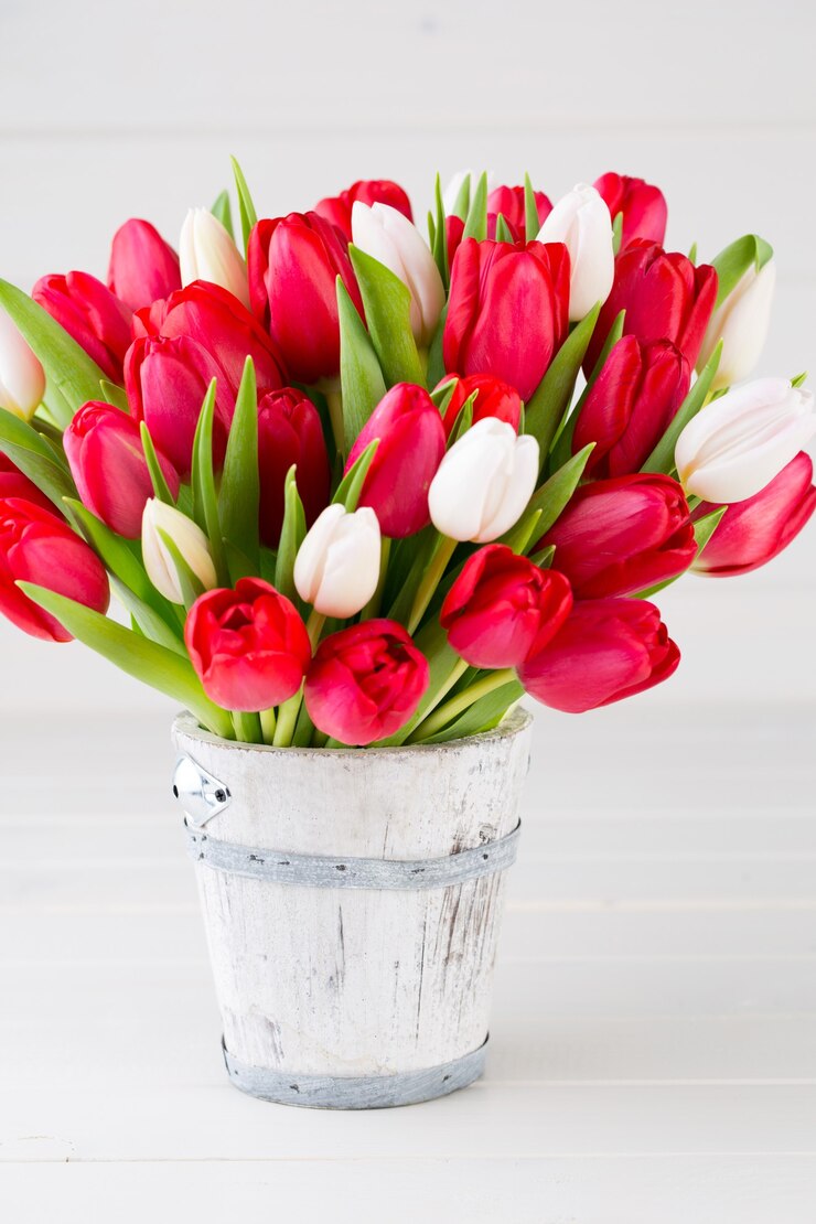 Le printemps. Bouquet de tulipes rouges sur la surface en bois blanche.
