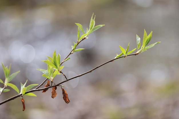 printemps branches pousses feuilles fond saisonnier