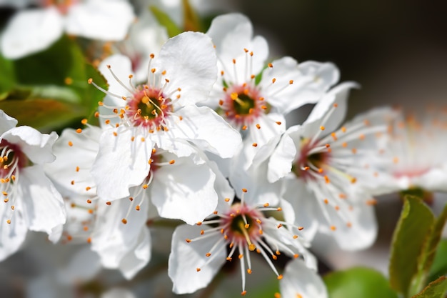 Le printemps. Brunch d'arbres en fleurs aux fleurs blanches.