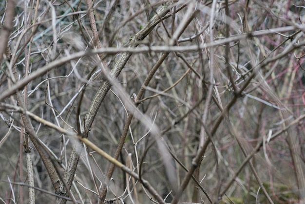 Printemps buissons gris infranchissables sans feuilles dans la forêt. fond de buissons.