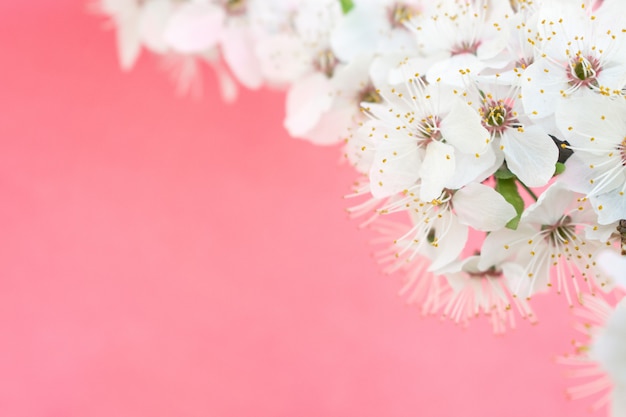 Printemps . Cerisiers en fleurs