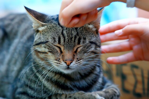 printemps chat soleil, portrait de printemps d'un chat domestique mignon