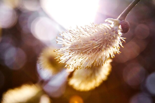 Printemps. Chaton. Branche de saule en fleurs