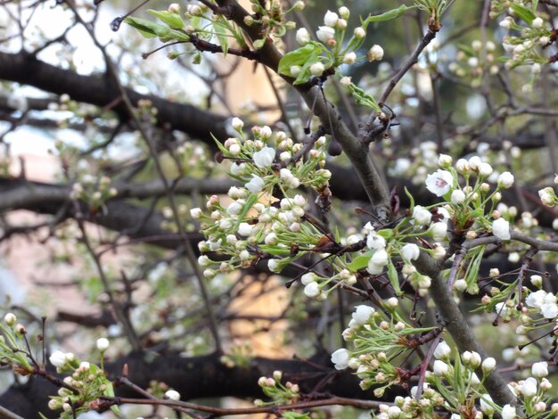 Photo le printemps commence.