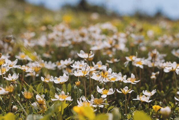 Printemps dans les Alpes. Flore de montagne