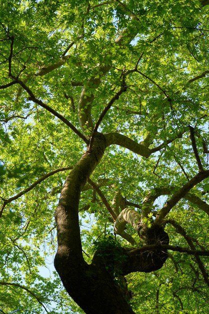 Photo printemps dans la forêt