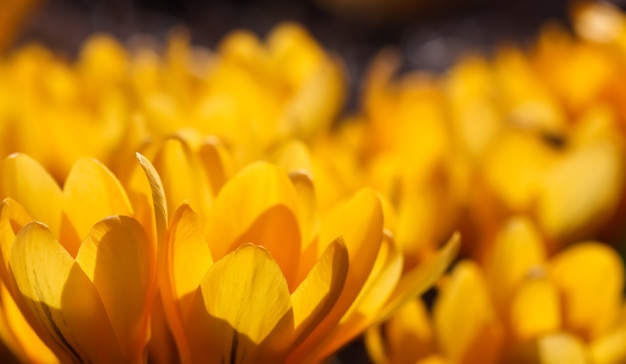 Le printemps dans le jardin fleurit des fleurs de crocus jaunes aux beaux jours