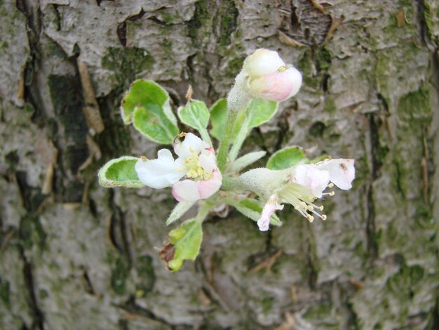 Le printemps dans le jardin fleurit un pommier fleurs d'un pommier