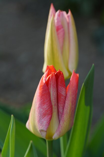 Le printemps dans le jardin