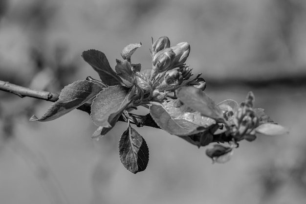 Le printemps dans le jardin